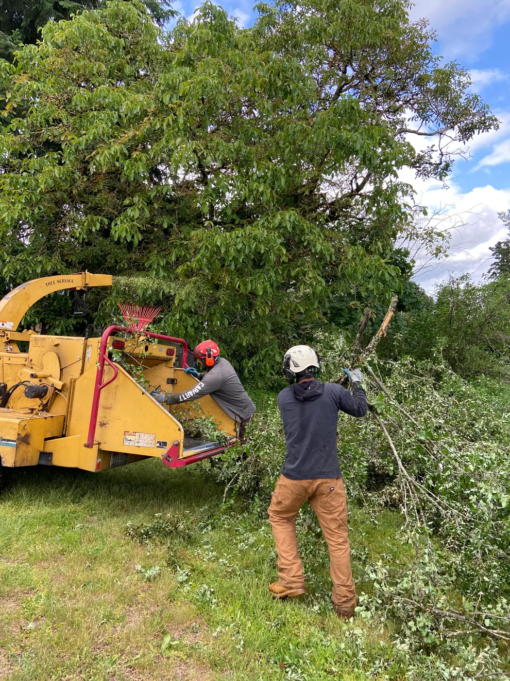 SkyTop arborist climbing a tall tree during a removal in the Portland metro