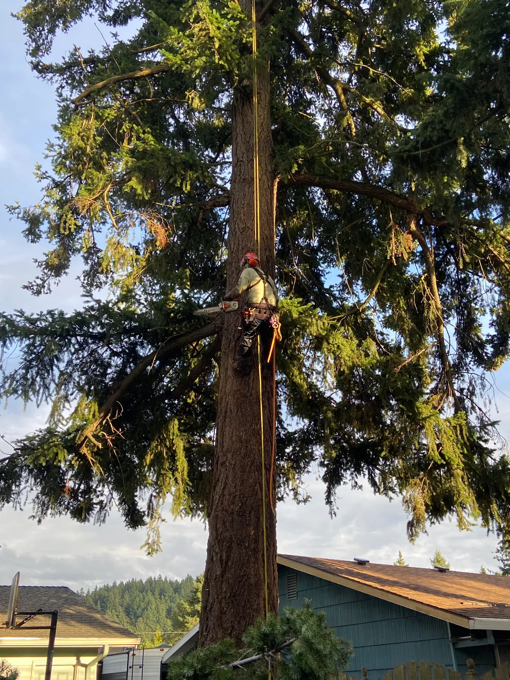 Climber topping a tall conifer against a clear sky