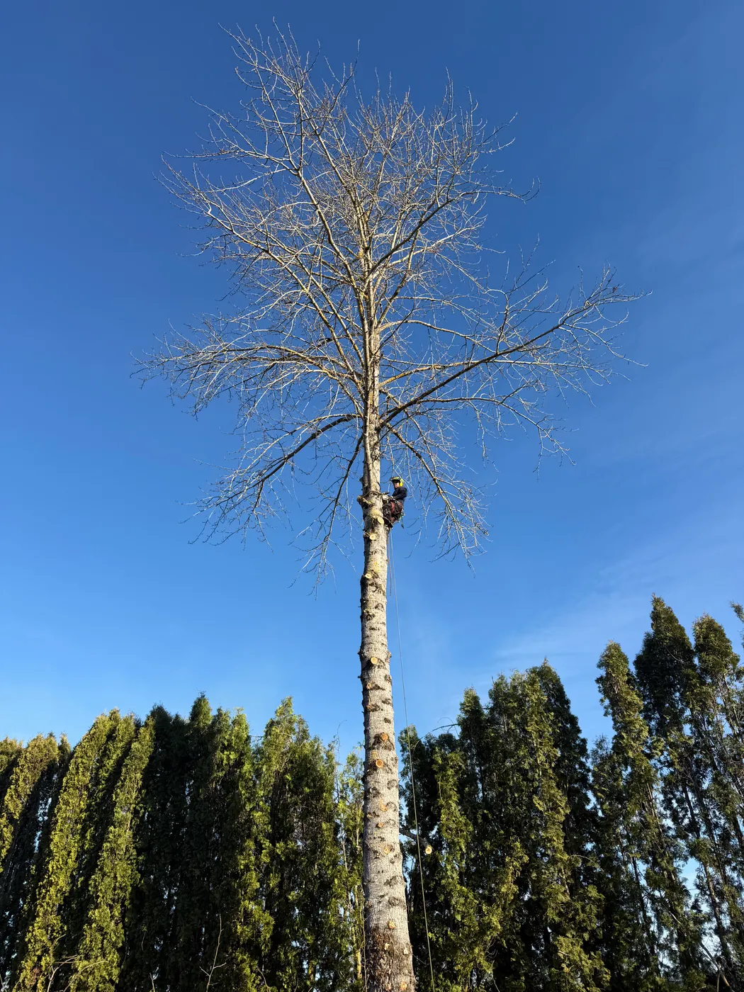 Careful tree removal over a rooftop and fence line
