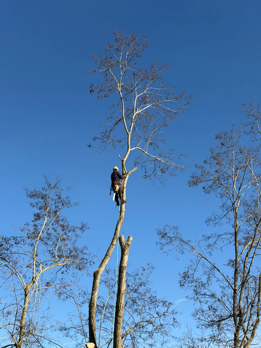 SkyTop crew member cutting a felled trunk with a chainsaw