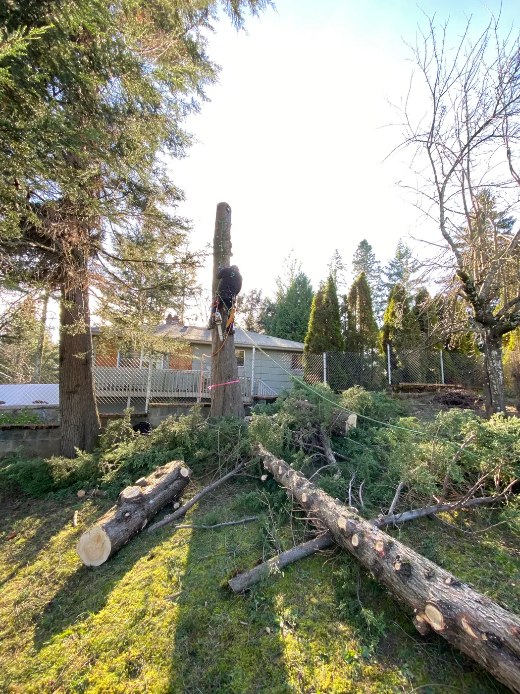 Tall fir being dismantled in sections in a backyard