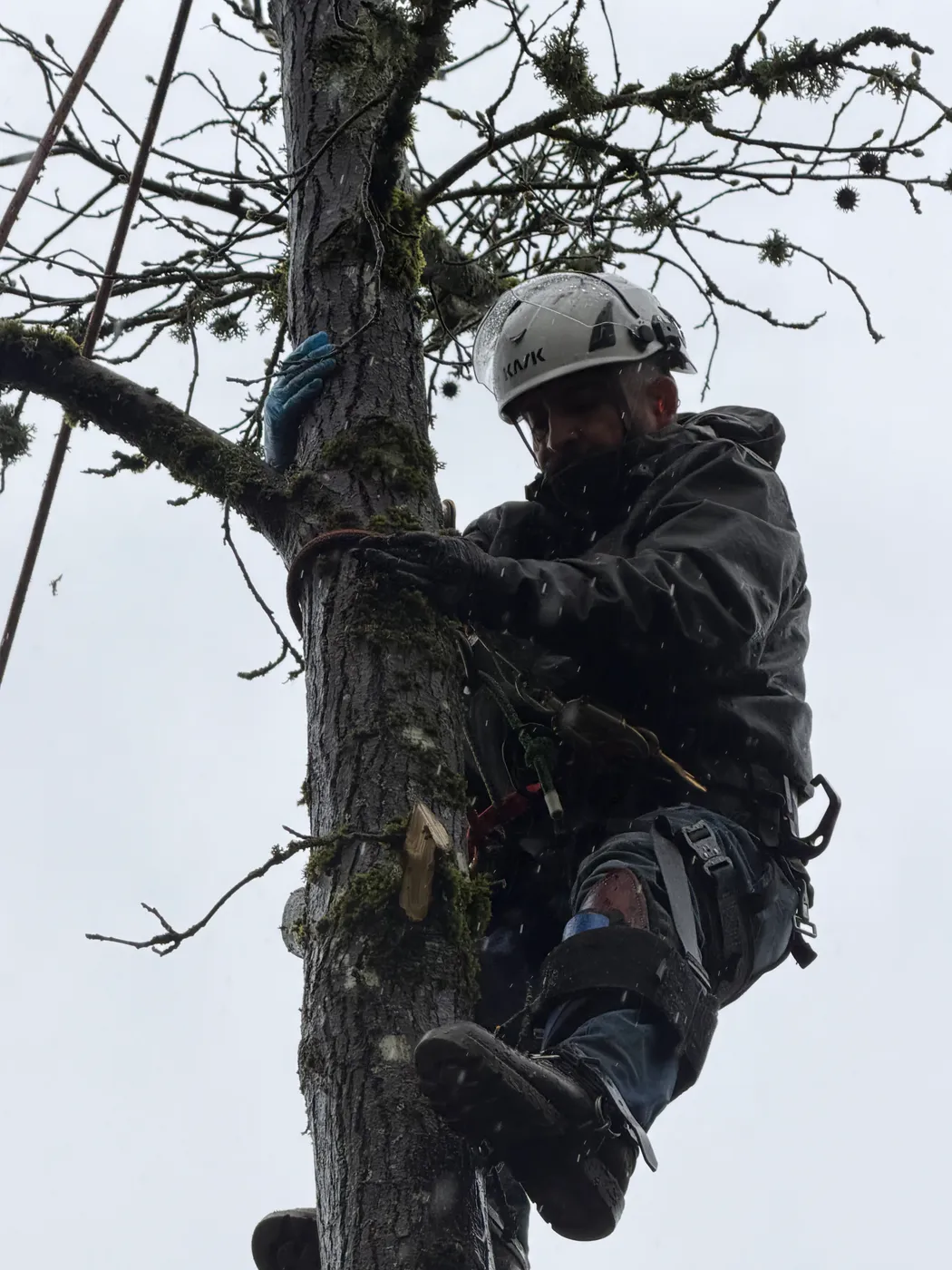 Climber ascending a spar with spikes and harness