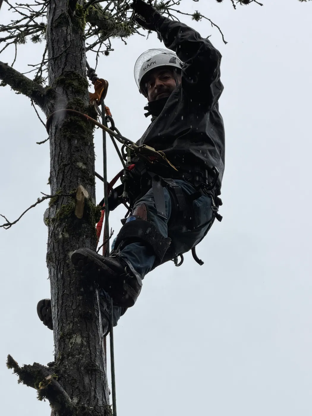 Working a tree down close to a two-story home