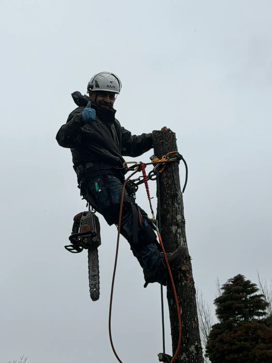Arborist trimming the canopy of a mature shade tree