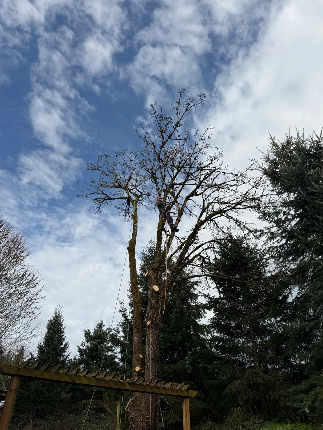 Storm-damaged tree cleared from a residential property