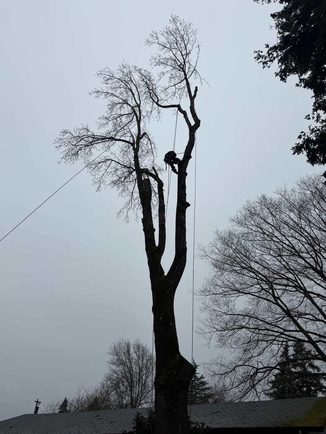 Tall tree removal in progress above a wooden fence