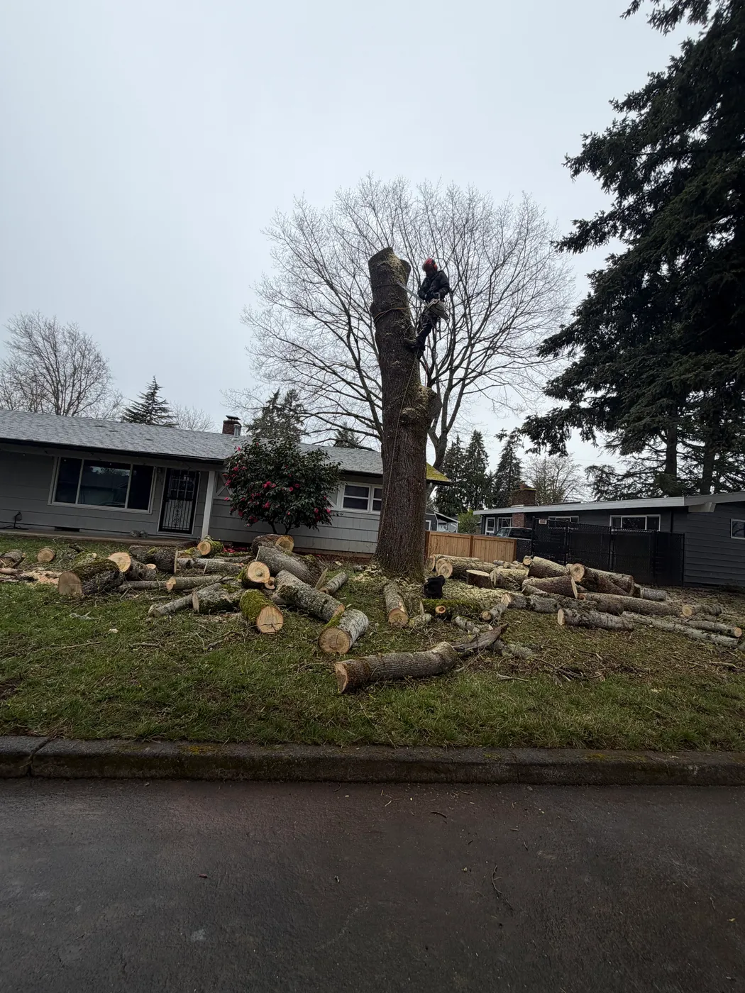 Climber cutting the top out of a dead standing tree