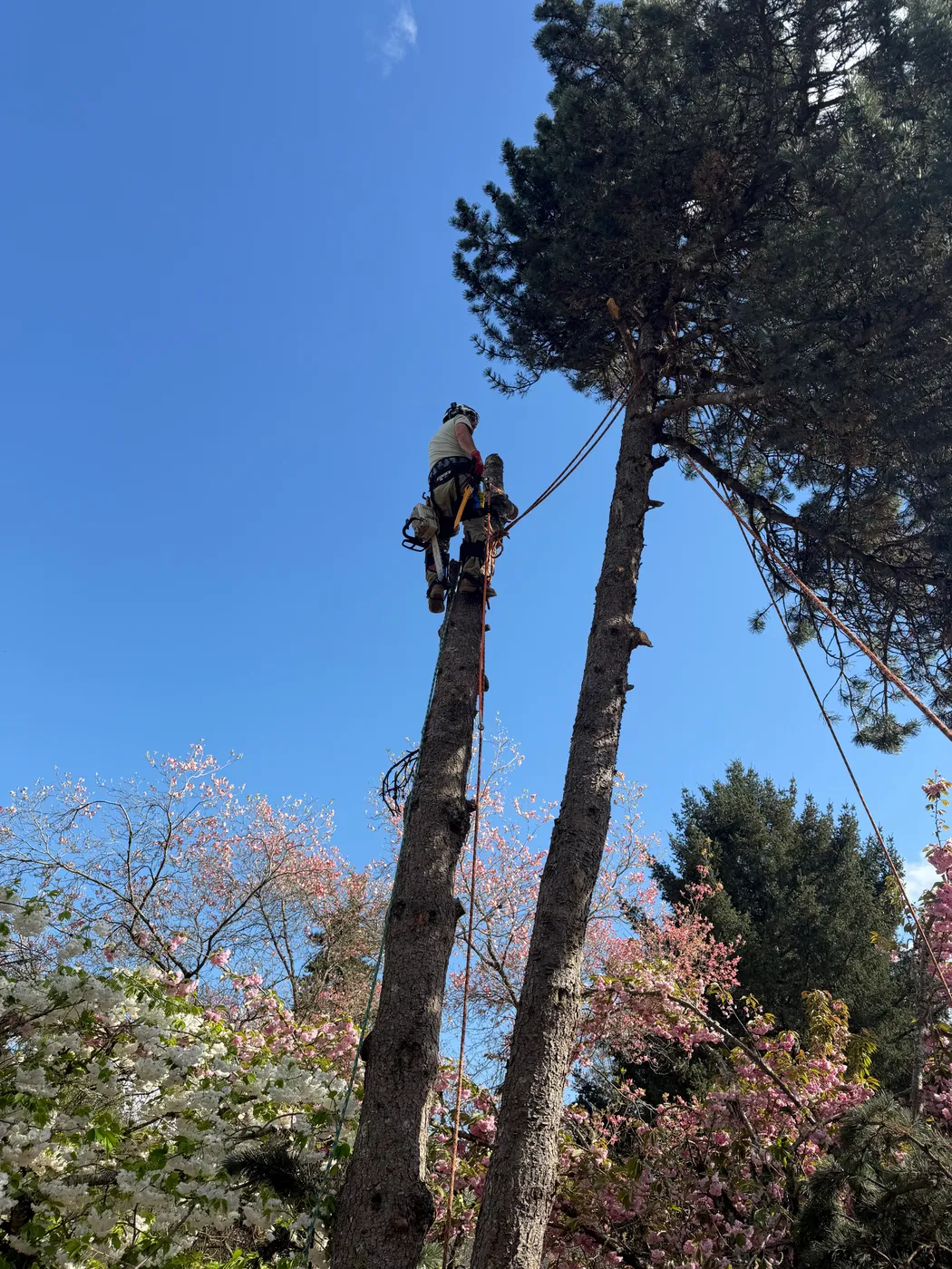 Crew feeding branches into the wood chipper during cleanup