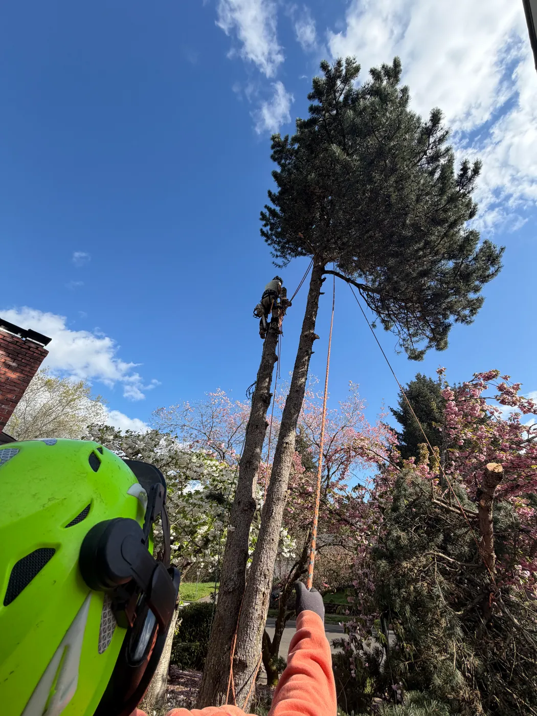 Sectional tree removal beside a Portland-area home