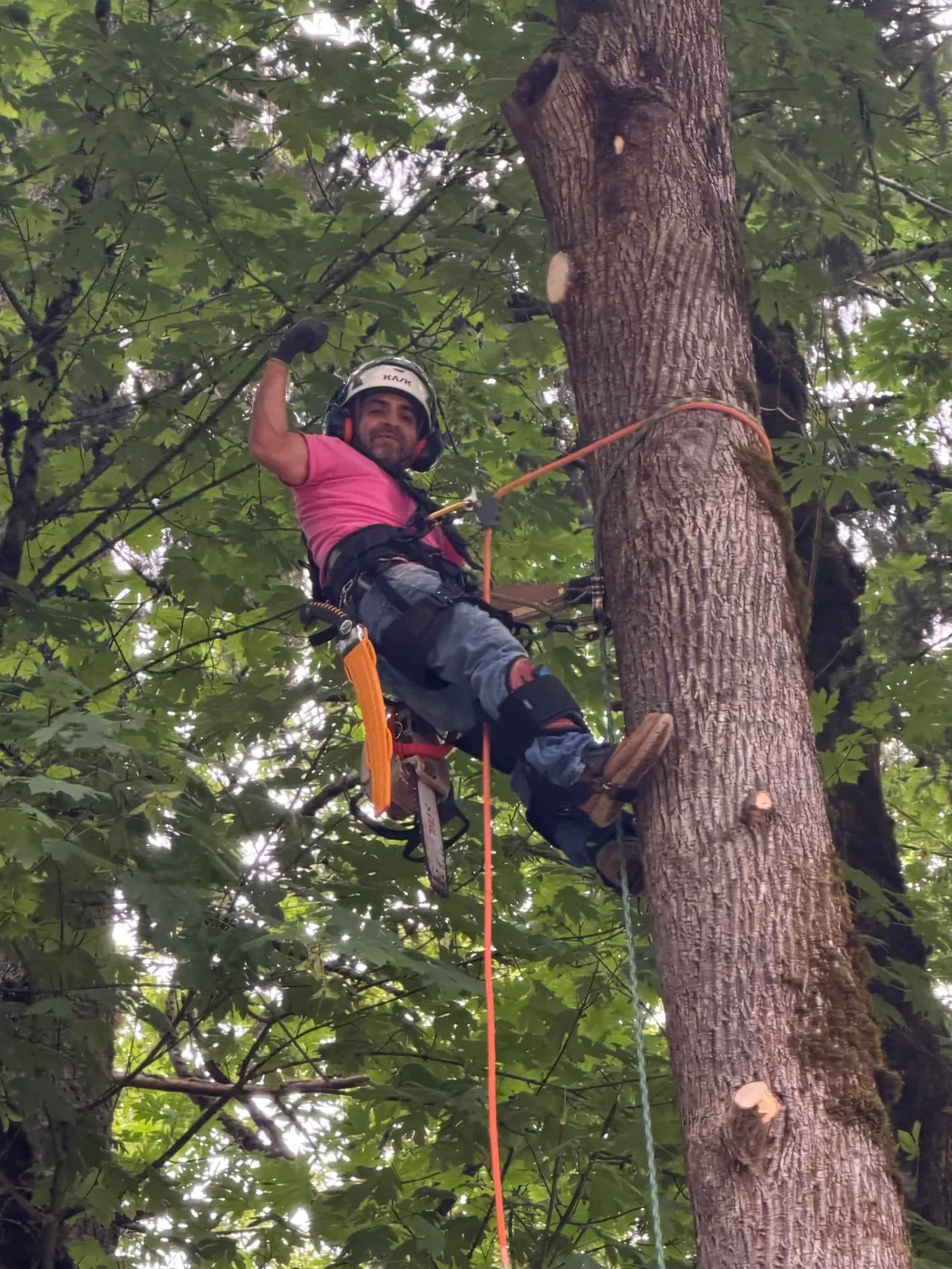Climber topping a tall conifer against a clear sky