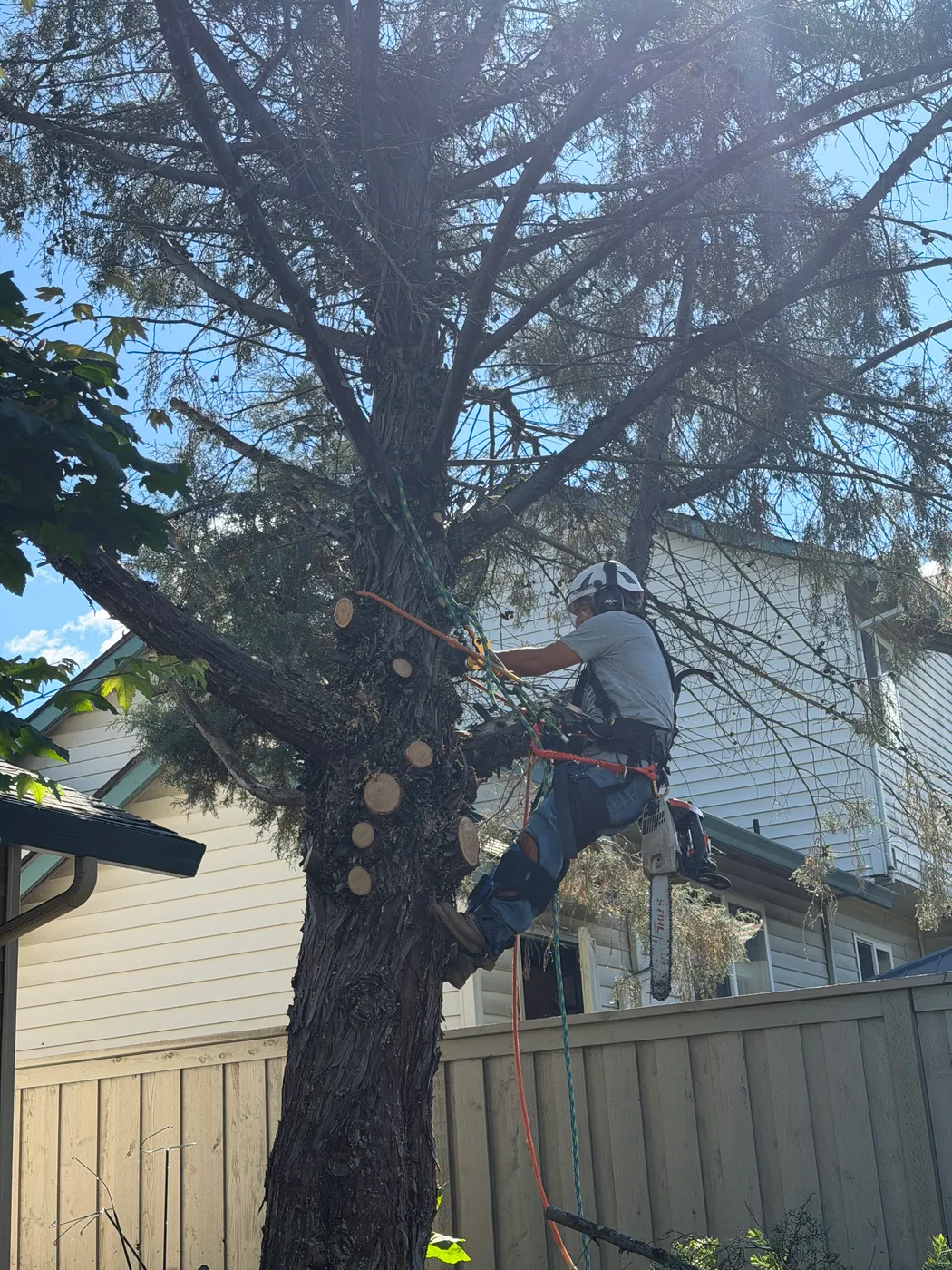 Tall fir being dismantled in sections in a backyard
