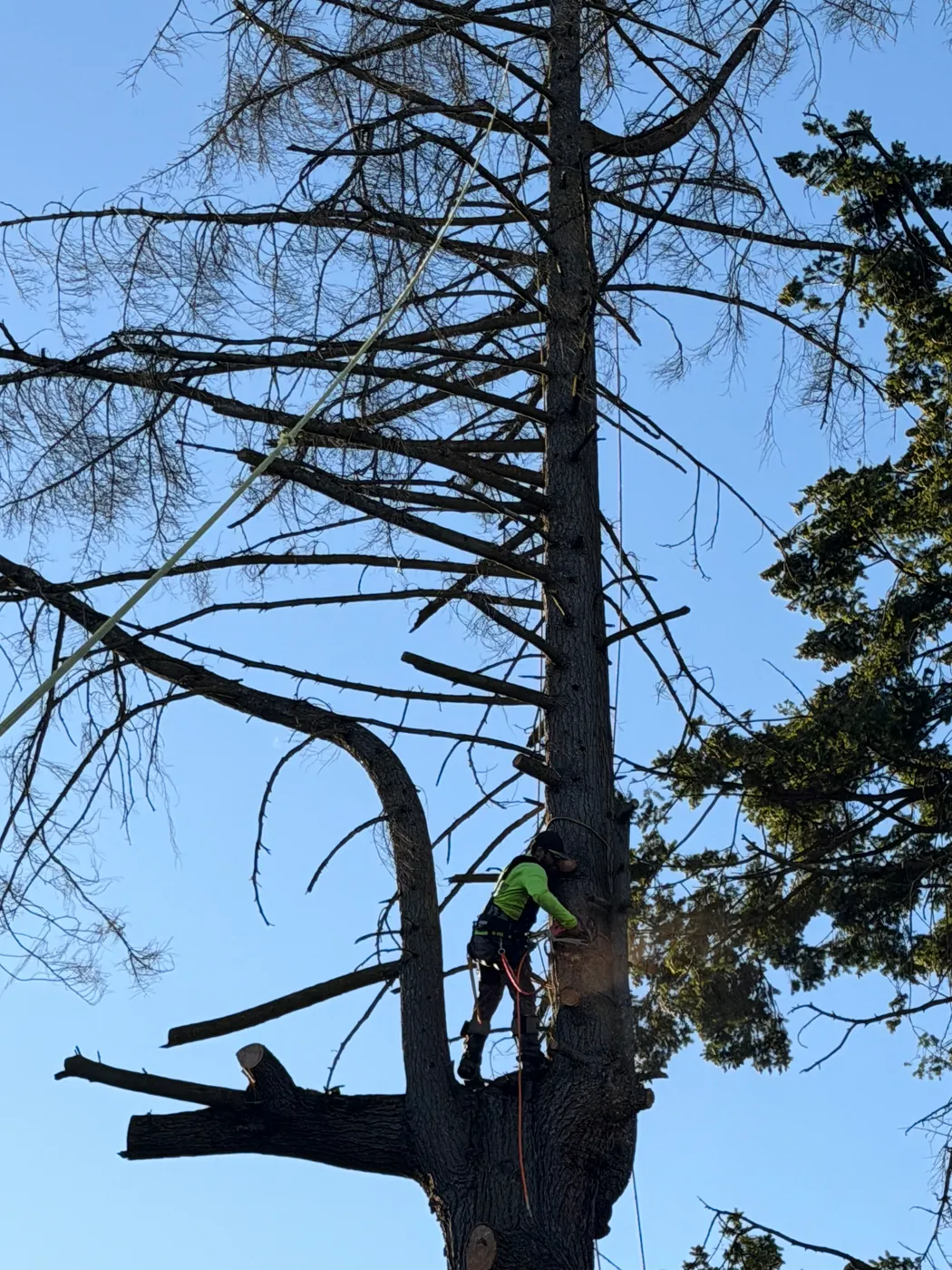 Removing a hazardous tree next to a house