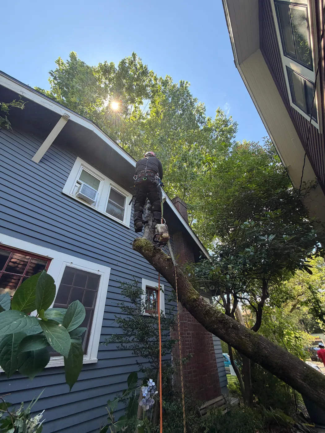 Reducing a tall tree limb by limb near power access