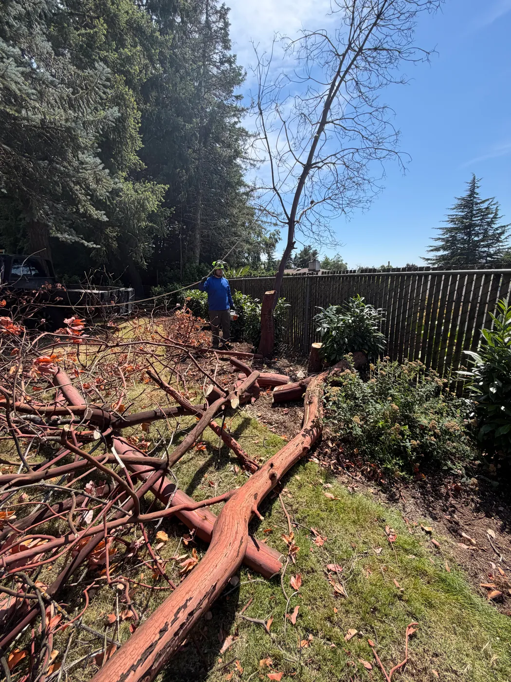 Felled conifer bucked into rounds on the lawn