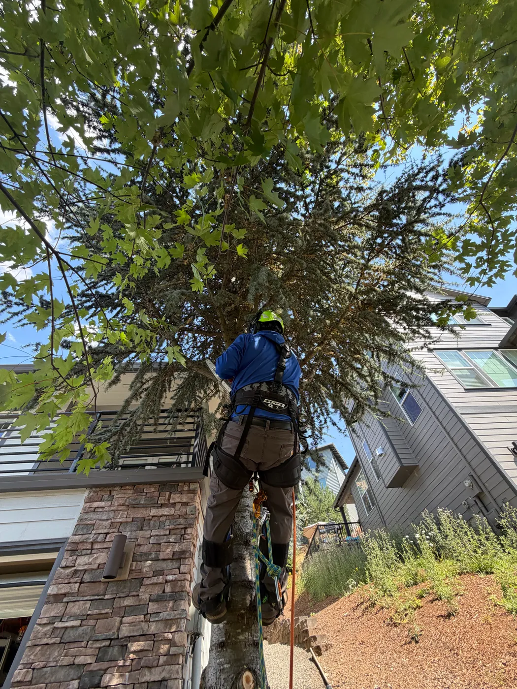 Arborist trimming the canopy of a mature shade tree