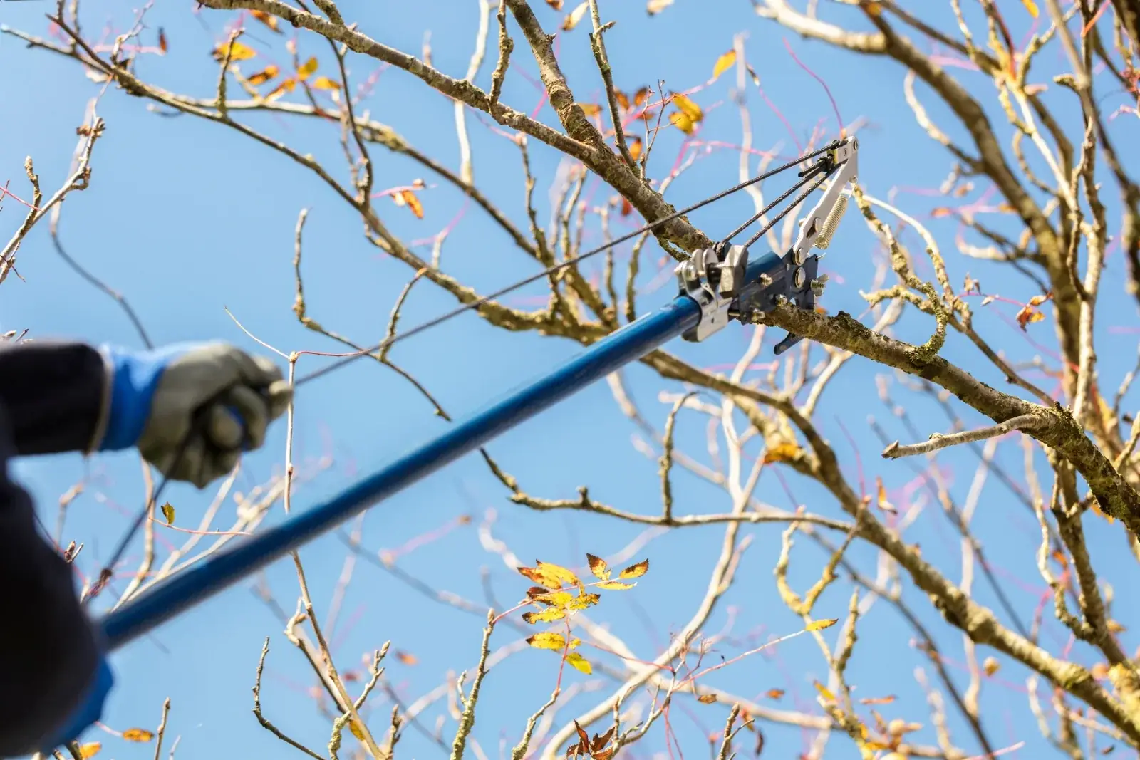 Arborist pruning high branches with a pole saw